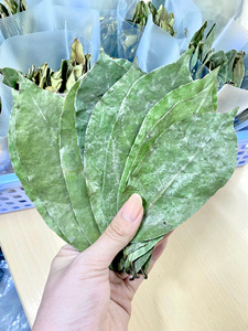 100% Natural Dried Soursop Leaves Herbal Tea Vietnam 25 Tea <b>Bags</b> Per Box OEM Private Label - Product Image 2