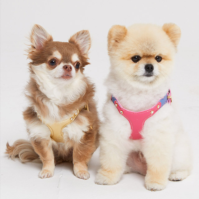 Dog Harness Cat Collar Dog Collar Dog Accessories Koreanpetclothes Kpet Dog Wedding Clothes Polyester Durable Leather