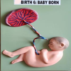 Modèle anatomique en fibre de verre pour nouveau-né, pour l'enseignement médical et la formation en pédiatrie MAYALAB - Product Image 4