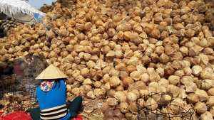 La noix de coco Mature de la spécialité Ben Tre contient de nombreux nutriments sains 100% noix de coco naturelle du Vietnam - Product Image 4