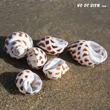 CARACOL DULCE FRESCO CON LA MEJOR CALIDAD DESDE 99 DATOS DE ORO - Product Image 6