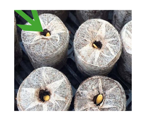 Comprimés de tourbe de coco pour des plantes/tourbe de coco de coco pour des plantes de jardin/granule de fibre de coco - Product Image 1