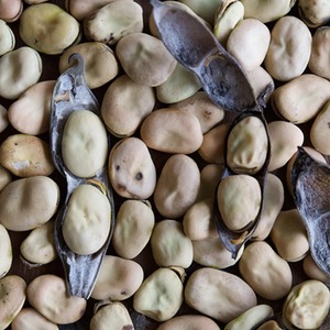 Frijoles divididos de alta calidad, venta a granel, frijoles divididos frescos naturales, perfectos para la demanda de procesamiento de alimentos - Product Image 5