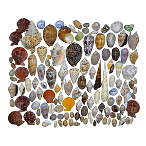 เปลือกหอยชายหาดที่สวยงามสำหรับพิพิธภัณฑ์สัตว์น้ำและการตกแต่งงานแต่งงาน - Product Image 2