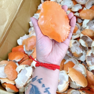 Polvo de concha de cangrejo de primera calidad de Vietnam-Rico en calcio y quitina para Agricultura Orgánica - Product Image 6