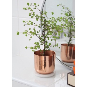 Maceta Redonda de Latón Dorado de Alta Calidad y Estilo Nuevo, Decoración para el Hogar, Florero de Mesa, Maceteros - Product Image 6