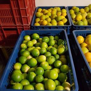Cítricos Frescos de Alta Calidad, Limón Sin Semillas/Lima Sin Semillas, Ricos en Nutrientes - Product Image 5