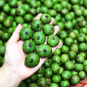 FRUTA DRACONTOMELON CONGELADA/CALIDAD SELECCIONADA/SUMINISTRO AL POR MAYOR PARA EL MERCADO GLOBAL/LISTO PARA USAR - Product Image 3