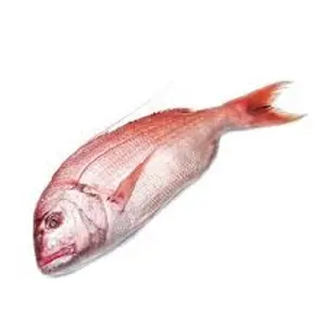 海鲜进口商用新产品类型鱼冷冻新鲜红鲷鱼300-500克