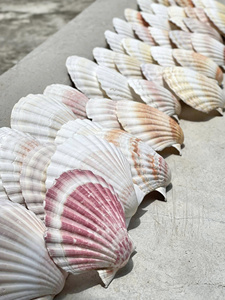 เปลือกหอยเชลล์สีขาวสวยงาม เหมาะสำหรับการจัดโต๊ะในงานหรูหราและการออกแบบตกแต่งภายในสไตล์ทะเลที่มีระดับ - Product Image 3