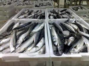 Venta de filetes de pescado de Tilapia entera congelada de Suecia - Product Image 4