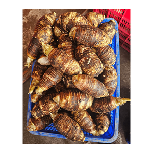 เผือกแช่แข็งขายดีจากเวียดนาม | เผือกสีม่วงและสีเหลืองจากเวียดนาม - Product Image 6