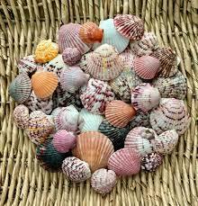 Extractos de cáscara botánica Etiqueta limpia ecológica garantizada - Product Image 5