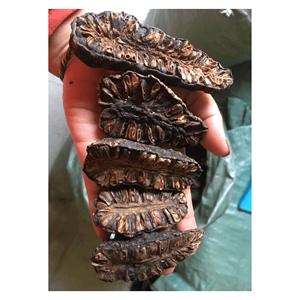 Alta calidad medio corte seco Noni fruta precio especial embalaje a granel para hacer té - Product Image 4