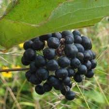 Vente en gros d'huile essentielle de baies noires 100% pures: huile de fruit biologique naturelle pour cosmétiques, utilisations de bougies, approvisionnement en vrac d'usine - Product Image 5