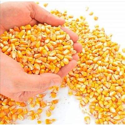 Желтая Кукуруза для продажи