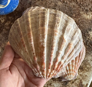 Cáscaras vieiras Exportación a granel | limpiado y utilizado para decorar casas o restaurantes son hermosos | Excelente Servicio Postventa - Product Image 6