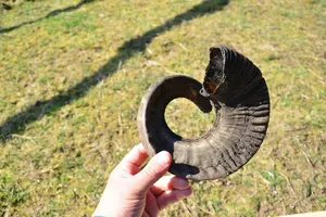 Par de Cuernos de Carnero Largos Auténticos de Primera Calidad, Pulidos, Estilo Náutico Europeo, Recuerdo Animal, Decoración Duradera, Hechos a Mano para Coleccionistas - Product Image 3