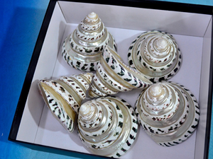 Conchas marinas limpias y pulidas de Vietnam, superventas, artesanías talladas, conchas marinas - Product Image 4