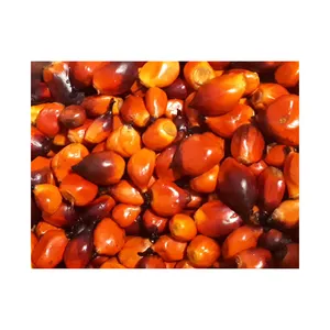 Palm Nuts chất lượng Palm Nuts Palm Hạt Nhân vỏ hạt ở mức giá vừa phải de palmiste