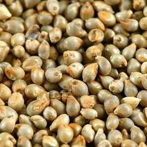 Amaranto 100% Natural y Orgánico, Grano de Amaranto Integral de Primera Calidad, Venta al por Mayor, OEM, Marca Privada, Calidad de Exportación - Product Image 1