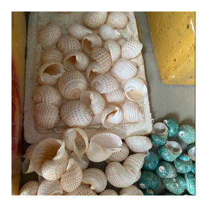 เปลือกหอยเทอร์โบเบอร์เนสธรรมชาติจากเวียดนามสำหรับตกแต่งบ้านชายฝั่ง - Product Image 5