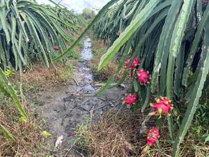 Exportateur de fruits du dragon, qualité constante et expédition mondiale - Product Image 2