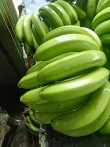 2024 Vente chaude Organique Cavendish Banane Premium Qualité Frais D'exportation Standard du Vietnam Vert Culture Commune - Product Image 5