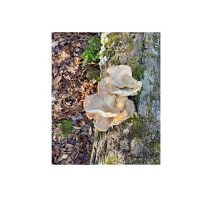 Compra setas de ostra congeladas a la venta a precios asequibles setas de alta calidad para cocinar y procesar alimentos - Product Image 4