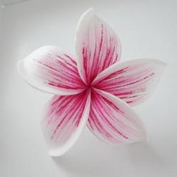 B05: สีชมพูร้อน