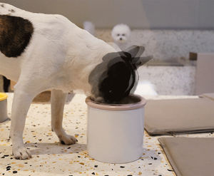 Korea Luxury Handmade Ceramic Pet Bowl Set for <b>Cats</b> & Dogs high-fiber satisfying kitty-favorite all-ages small-breed convenient - Product Image 5