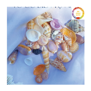 Estrellas de mar mixtas de conchas marinas naturales listas para enviar para hacer velas de pecera, manualidades de playa DIY - Product Image 6