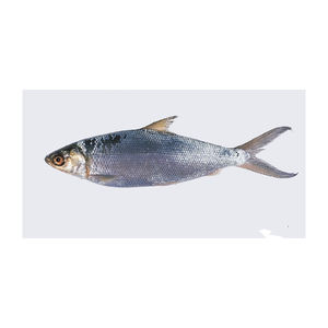 Pescado congelado a precio de fábrica, suministrado para pedidos de gran volumen - Product Image 4
