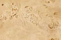 Cream Burl Wood