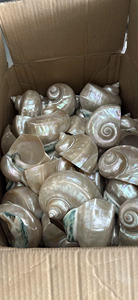 Concha marina de alta calidad, conchas oceánicas únicas, fuente de Vietnam para accesorios creativos para el hogar, concha marina, decoración de vida costera elegante - Product Image 3