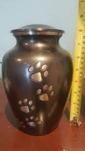 เออร์น Cinerarie - Product Image 6