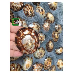 Conchas de Lapa de Vietnam ecológicas para decoración inspirada en el océano, diseño de joyas y artesanía sostenible, superventas 2025 - Product Image 5