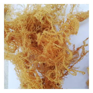 Alga marina de Vietnam Cottonii: Alga blanca natural Cottonii, seca de baja humedad, adecuada para cocinar y hacer Gel Favoritos - Product Image 2