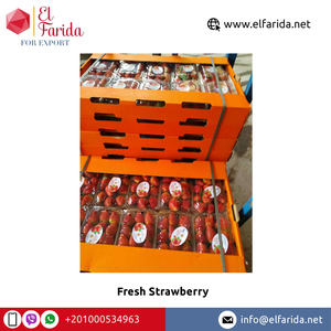 Mayorista de Buena Calidad Origen de Egipto Suministro de Frutas Fresas Frescas Naturales Dulces Rojas a Precio de Mercado Confiable - Product Image 3