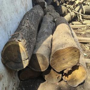 Acacia Mangium Troncos de madera Premium para proyectos de gabinetes y pisos Disponible ahora con entrega rápida - Product Image 6