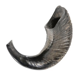 La mejor calidad Ram Horn Shofar Cuerno natural Shofar para soplar y propósito religioso Kosher Shofar Pulido Ram Sheep Horn - Product Image 5