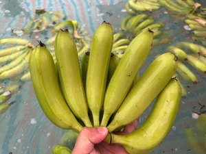 Exportación de plátanos de Vietnam Textura dulce y firme Proveedor confiable con buena vida útil - Product Image 6