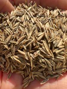 Graines d'herbe de fescue haute qualité. Festuca arundinacea (Foxhound DLF) de haute qualité à croissance rapide - Product Image 3