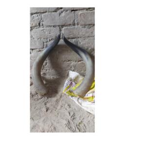 โบราณควายคู่ฮอร์นขายดีที่สุดคู่ฮอร์นสำหรับขนาดที่กำหนดเองบัฟฟาโลตกแต่งฮอร์นด้วยขัด - Product Image 1