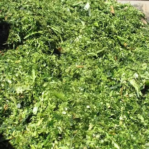 SILAJE DE MAÍZ DE VIETNAM DE PRIMERA CALIDAD para ALIMENTACIÓN DE ANIMALES EFICIENTE Y SALUDABLE/ LA MEJOR OPCIÓN para SU GANADO - Product Image 1