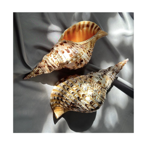 สร้อยคอจี้เครื่องประดับแฟชั่นแบบเงาสำหรับไทรทันหอยสังข์งานหัตถกรรมสำหรับจัดแสดงสินค้าส่งออก - Product Image 1