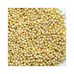 ธัญพืชแห้งทั้งตัวสำหรับอาหารสัตว์ - Product Image 3