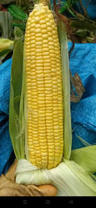 ข้าวโพดแช่แข็งคุณภาพสูงจากเวียดนามขายส่งจำนวนมากเหมาะสำหรับการแปรรูปอาหารและโซ่ค้าปลีก - Product Image 4