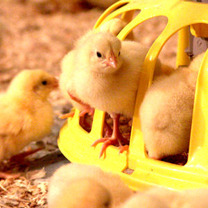 Precio barato, nuevo diseño, granja de pollos de engorde automática, equipo moderno para aves de corral, cría de pollos del fabricante de Vietnam - Product Image 3