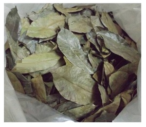 Feuilles de corossol naturelles de l'usine 99GD exportation du Vietnam en vrac avec le meilleur prix sur le marché-feuilles de Graviola de haute qualité - Product Image 6